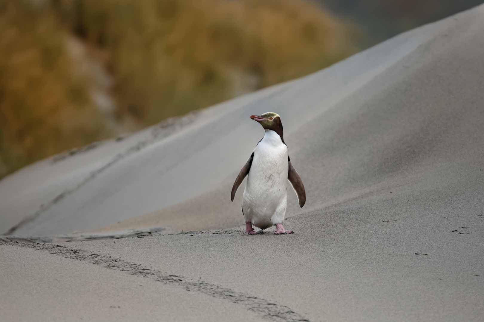 Southern Penguin