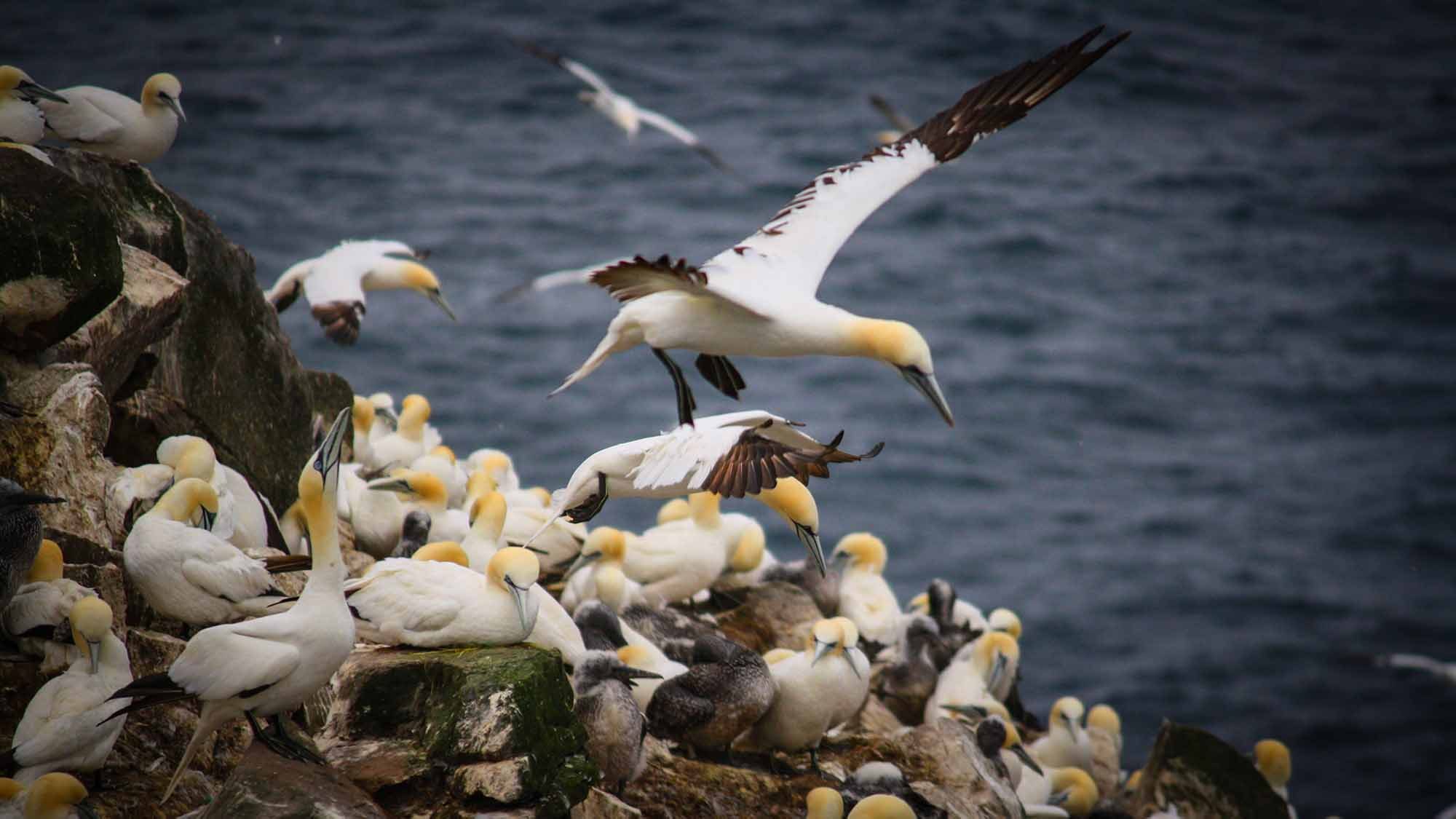 Gannets