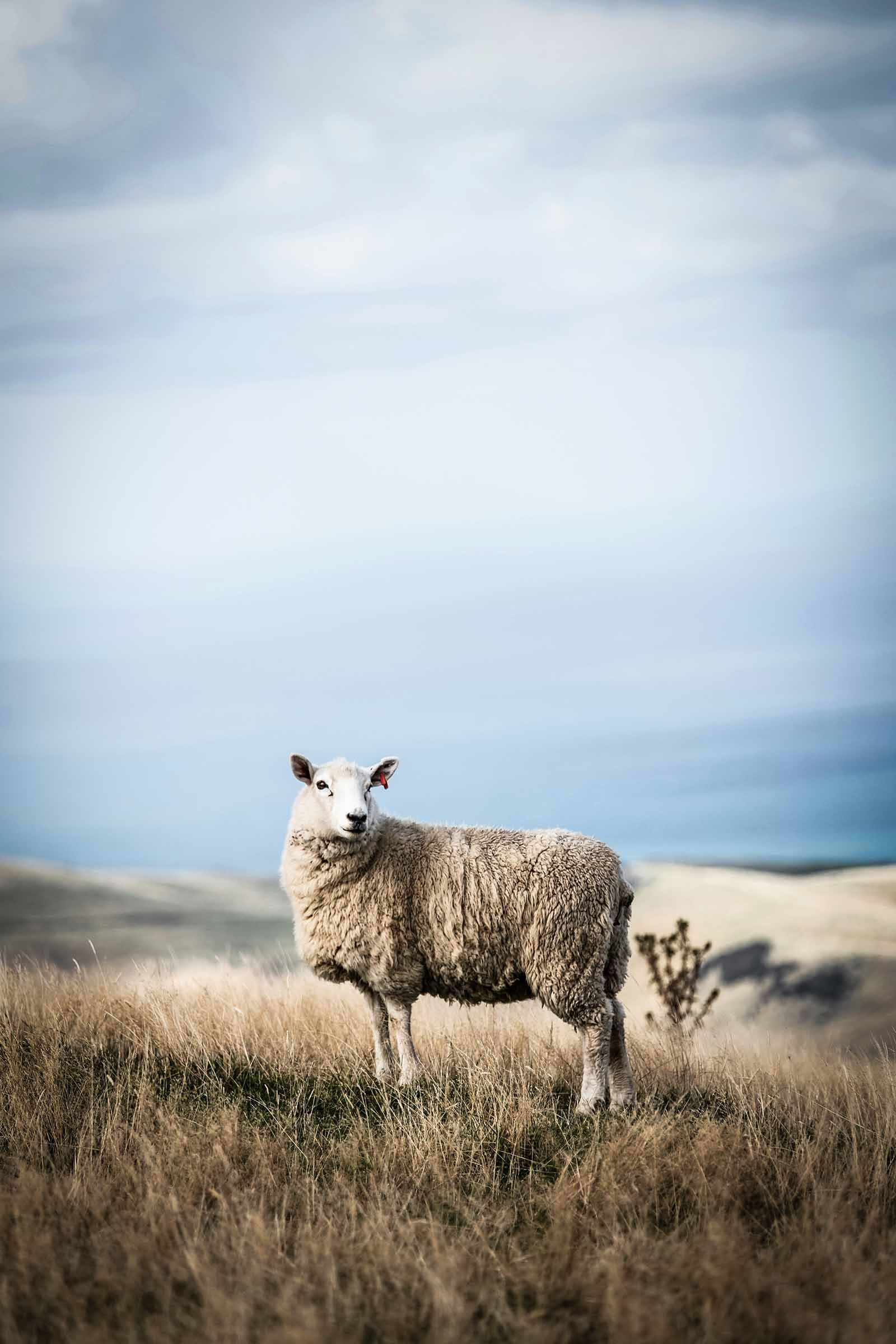 Sheep on tussock hill